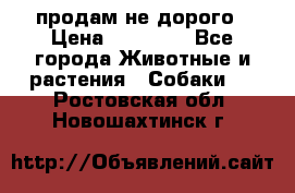 продам не дорого › Цена ­ 10 000 - Все города Животные и растения » Собаки   . Ростовская обл.,Новошахтинск г.